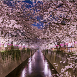 Cherry Blossom (Japan)